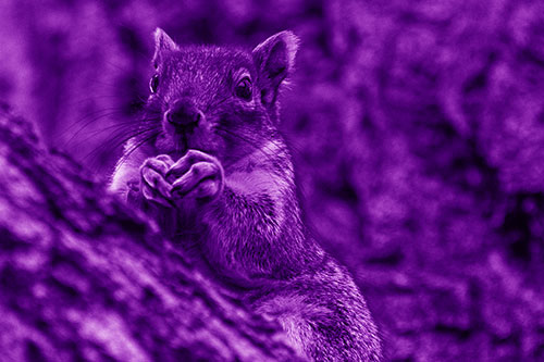 Hungry Squirrel Feasting Among Sloping Tree Branch (Purple Shade Photo)