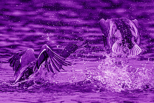 Hyper Water Splashing Mallard Ducks Playing Among Lake (Purple Shade)