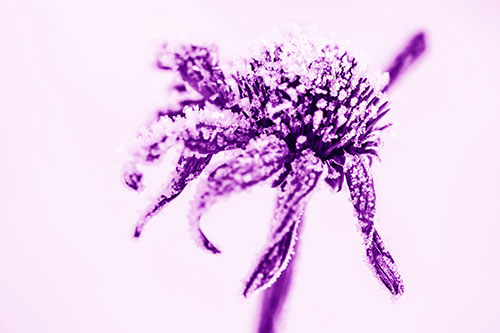 Ice Frost Consumes Dead Frozen Coneflower (Purple Shade Photo)