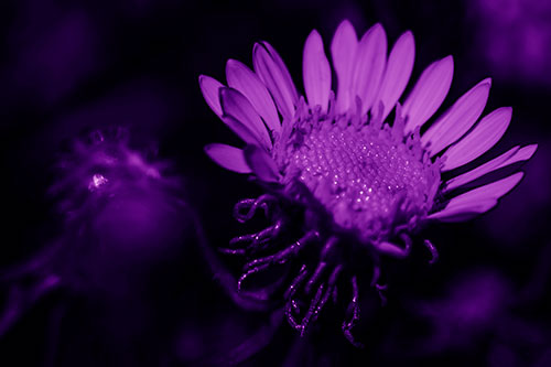 Illuminated Gumplant Flower Surrounded By Darkness (Purple Shade Photo)