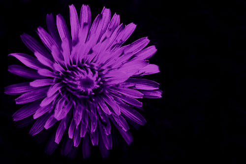 Illuminated Taraxacum Flower In Darkness (Purple Shade Photo)