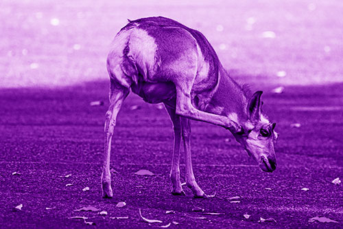 Itchy Pronghorn Scratches Neck Among Autumn Leaves (Purple Shade Photo)