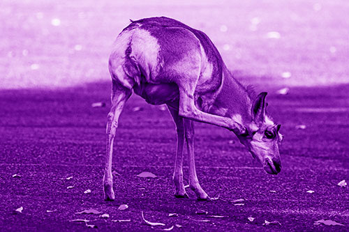 Itchy Pronghorn Scratches Neck Among Autumn Leaves (Purple Shade)