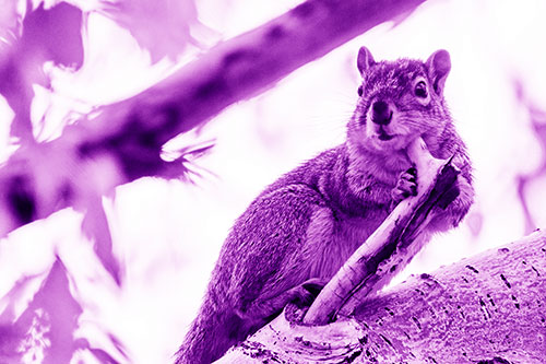 Itchy Squirrel Gets Tree Branch Massage (Purple Shade Photo)
