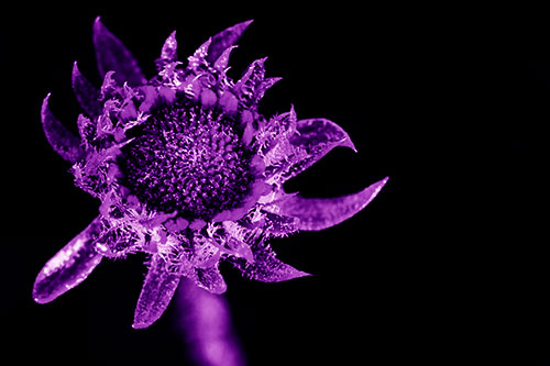 Jagged Tattered Rayless Sunflower (Purple Shade Photo)