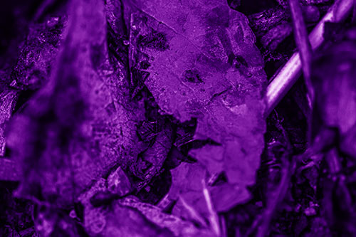 Joyful Deteriorating Watery Eyed Leaf Face (Purple Shade Photo)
