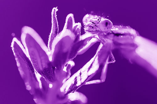 Joyful Dragonfly Enjoys Sunshine Atop Plant (Purple Shade Photo)