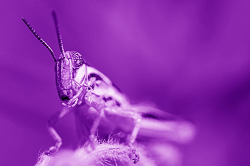 Joyful Grasshopper Standing Among Fuzzy Plant Top (Purple Shade)