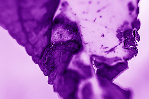 Joyful Rotting Leaf Face Enjoying Autumn (Purple Shade)