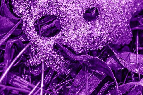 Joyful Tongue Twisting Leafy Eyed Glistening Ice Face (Purple Shade Photo)
