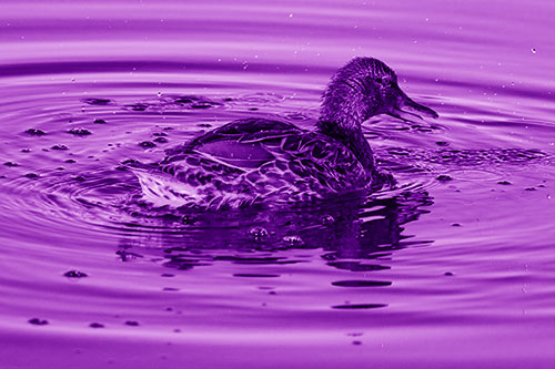 Joyful Water Splashing Mallard Duck Enjoying Calm Lake (Purple Shade)
