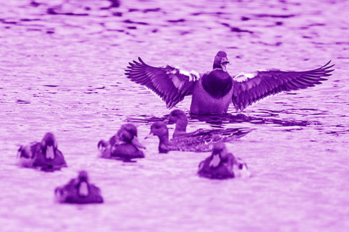 Jump Scaring Wing Flapping Mallard Duck Quacking Atop Lake (Purple Shade)