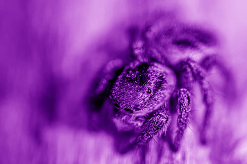 Jumping Spider Makes Eye Contact (Purple Shade Photo)