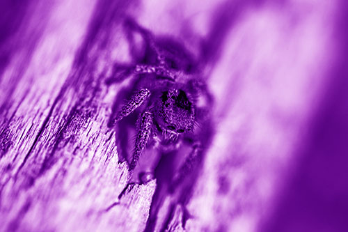 Jumping Spider Perched Among Wood Crevice (Purple Shade Photo)