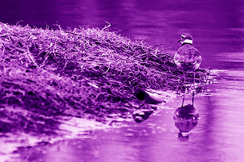 Killdeer Bird Standing Along River Shoreline (Purple Shade Photo)