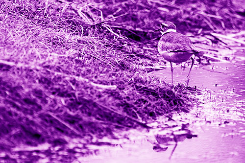 Killdeer Bird Turning Corner Around River Shoreline (Purple Shade Photo)