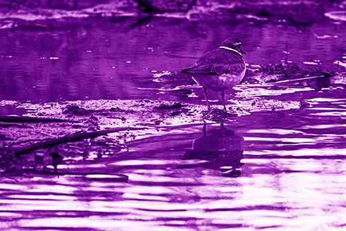 Killdeer Stands Atop Muddy Shoreline (Purple Shade Photo)