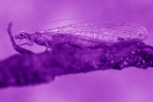 Lacewing Grabs Ahold Twig Branch (Purple Shade)