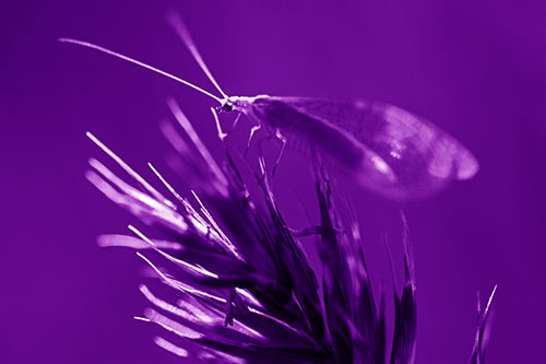 Lacewing Standing Atop Plant Blades (Purple Shade Photo)