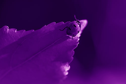 Ladybug Crawling To Top Of Leaf (Purple Shade Photo)