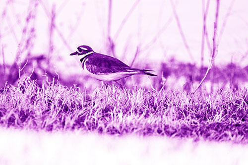 Large Eyed Killdeer Bird Running Along Grass (Purple Shade Photo)