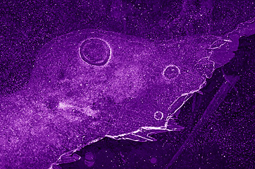 Large Headed Bubble Eyed Ice Face Frozen Among River (Purple Shade)