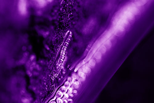 Larva Slithering Along Wet Shore Rock (Purple Shade)