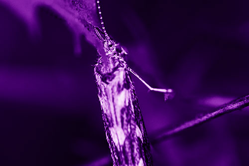 Leaf Blotch Miner Moth Grasping Petal (Purple Shade Photo)