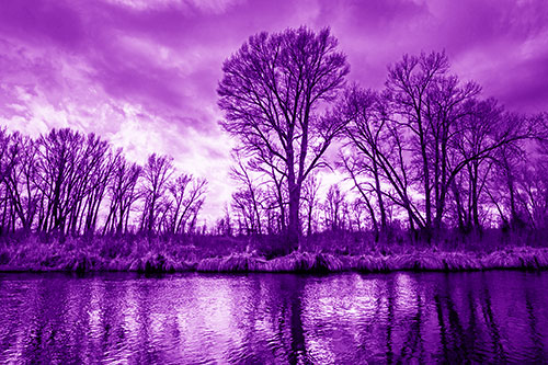 Leafless Trees Cast Reflections Along River Water (Purple Shade Photo)