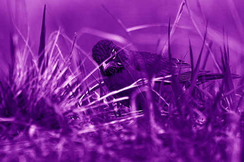 Leaning American Robin Spots Intruder Among Grass (Purple Shade Photo)