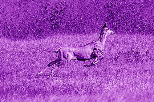 Leaping Mule Deer Running Across Grassland (Purple Shade)