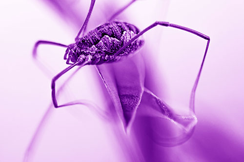 Leg Dangling Harvestmen Spider Sits Atop Leaf Petal (Purple Shade Photo)