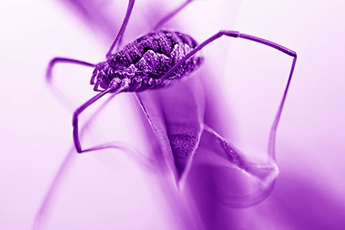 Leg Dangling Harvestmen Spider Sits Atop Leaf Petal (Purple Shade)