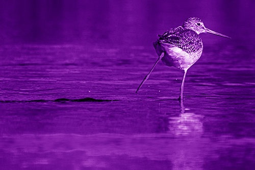 Leg Kicking Greater Yellowlegs Splashing Droplets (Purple Shade Photo)