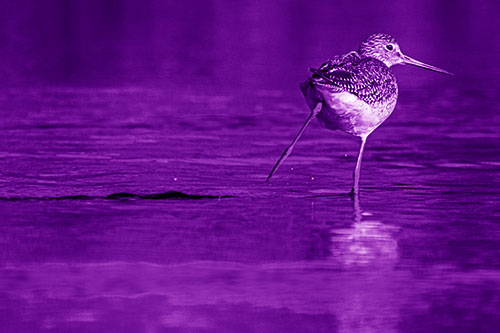 Leg Kicking Greater Yellowlegs Splashing Droplets (Purple Shade)