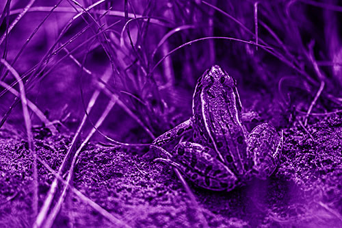 Leopard Frog Sitting Among Twisting Grass (Purple Shade Photo)