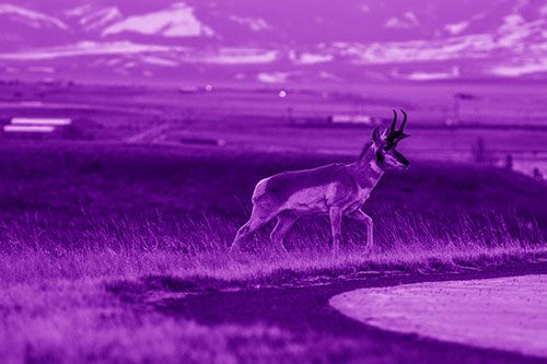 Lone Pronghorn Wanders Up Grassy Hillside (Purple Shade Photo)