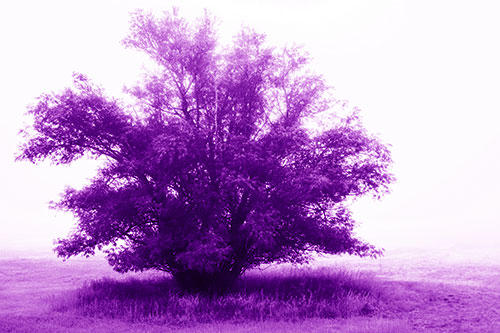Lone Tree Standing Among Fog (Purple Shade Photo)