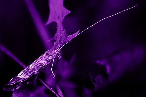 Long Antenna Leaf Blotch Miner Moth Sitting Atop Plant (Purple Shade Photo)