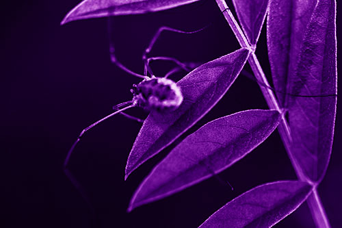 Long Legged Harvestmen Spider Clinging Onto Leaf Petal (Purple Shade Photo)