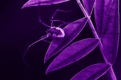 Long Legged Harvestmen Spider Clinging Onto Leaf Petal (Purple Shade)