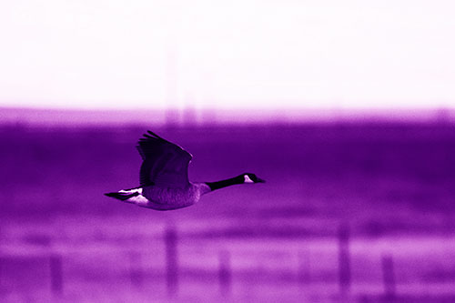 Low Flying Canadian Goose (Purple Shade Photo)