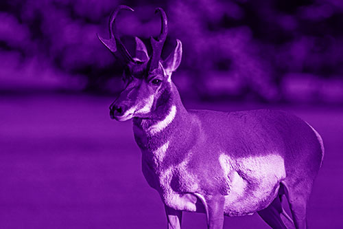Male Pronghorn Keeping Watch Over Herd (Purple Shade Photo)