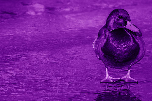 Mallard Duck Enjoying Sunshine Among Icy River Water (Purple Shade Photo)