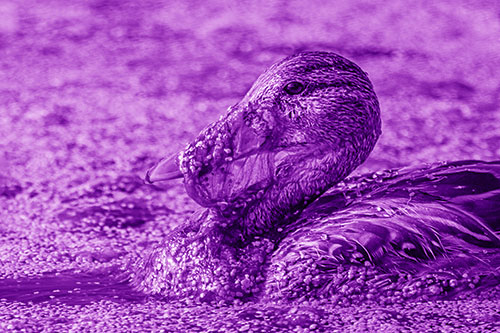 Mallard Duck Entangled In Algae (Purple Shade)
