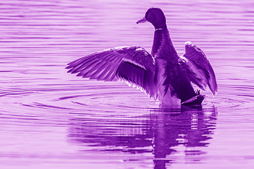 Mallard Duck Flaps Illuminated Wings Among Lake (Purple Shade)
