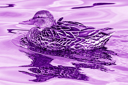 Mallard Duck Floats Among Swirling Water (Purple Shade)
