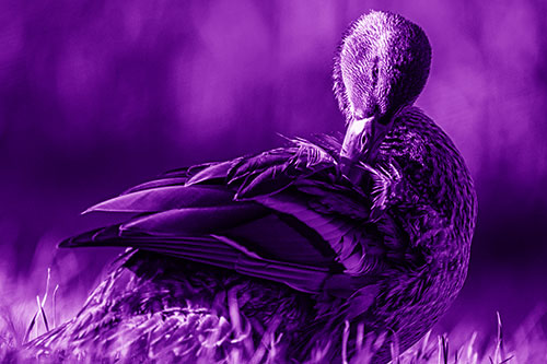 Mallard Duck Grooming Feathered Back (Purple Shade Photo)