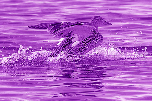Mallard Duck Makes Splash Landing Atop Lake (Purple Shade)