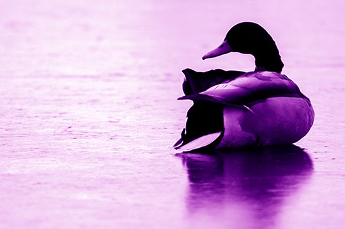 Mallard Duck Resting Atop Ice Frozen Lake (Purple Shade Photo)
